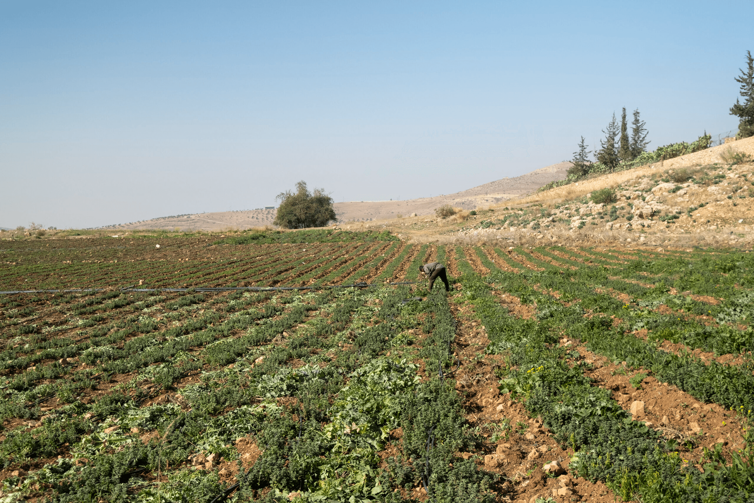 الدار -  صادق مجلس الوزراء على قرار استملاك نحو 3,499 دونماً في غور ال