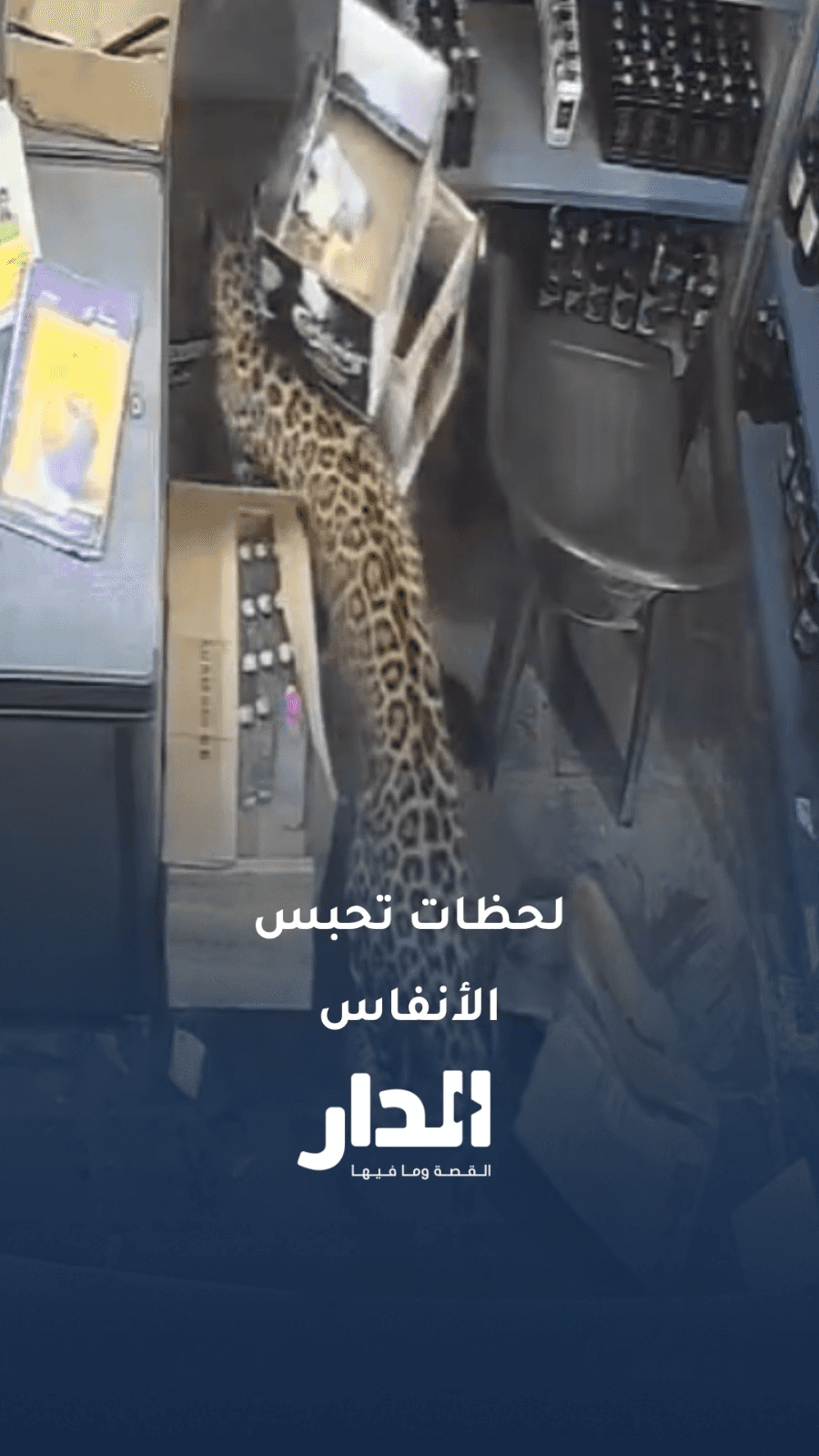 فهد يهاجم عاملًا داخل متجر في الهند