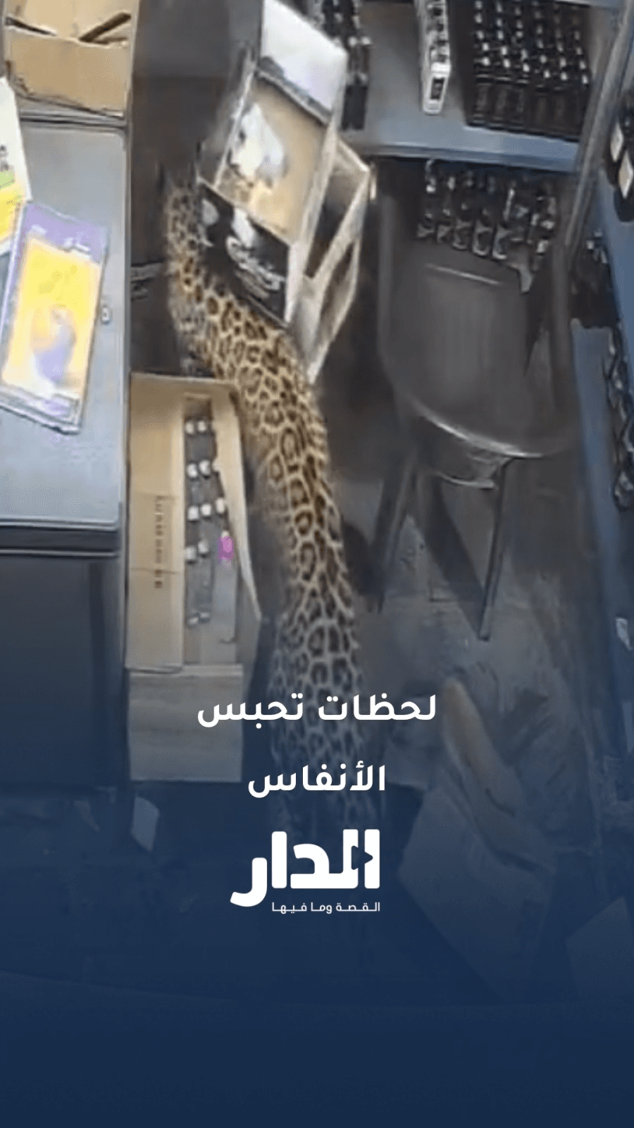 فهد يهاجم عاملًا داخل متجر في الهند